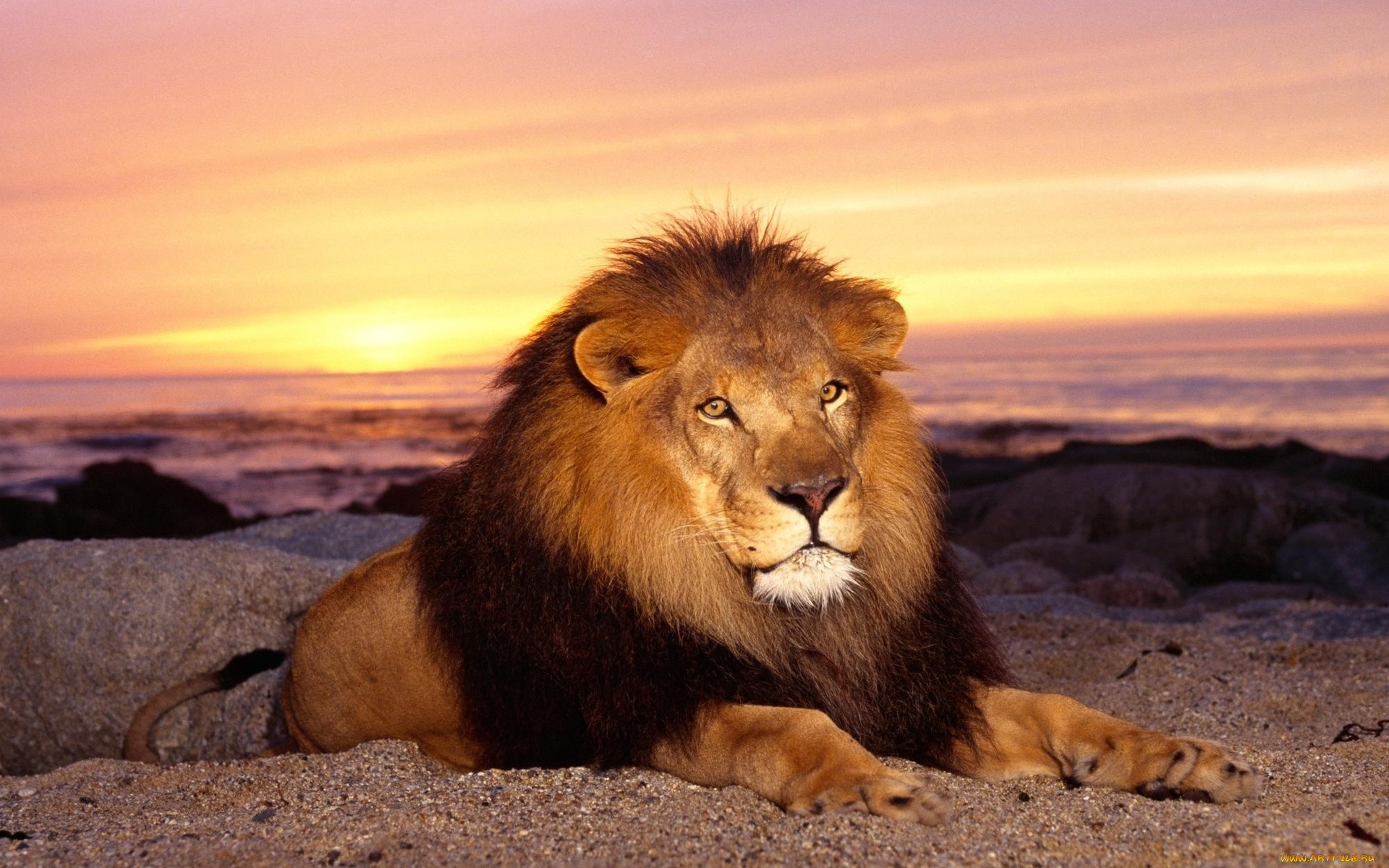 majestic, lion, , , , , , , 